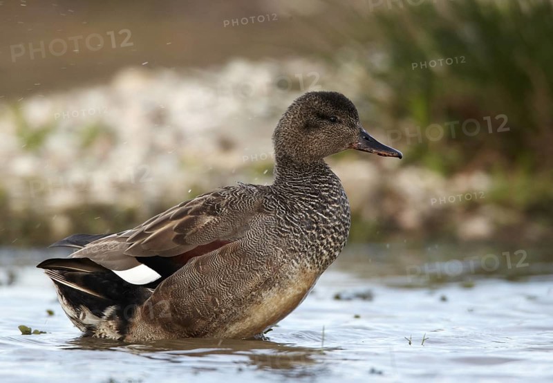 Gadwall (Mareca strepera) male, Schleswig-Holstein, Germany