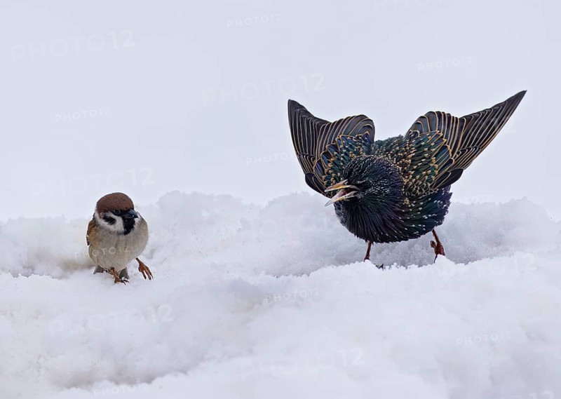 Starling (Sturnus vulgaris) with tree sparrow (Passer montanus), close-up, male starling making an aggressive threatening gesture towards the much smaller tree sparrow in the snow, Baden-Württemberg, Germany
