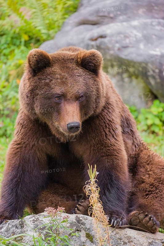 A young male Eurasian brown bear (Ursus arctos arctos) sits on a meadow behind some vegetation