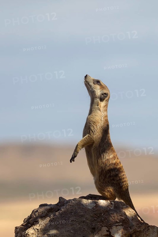 Meerkat (Suricata suricatta) stand watch sentry on rock, Castile-La Mancha, Spain