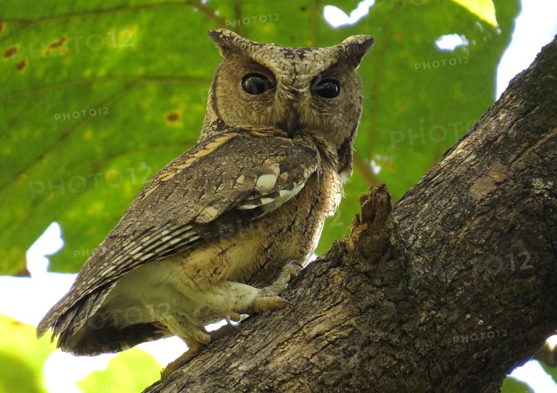 Indian Scops Owl (Otus bakkamoena), Maharashtra, India