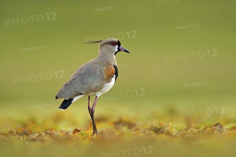 Morning in Brazil march. Bird from Pantanal. Southern Lapwing, Vanellus chilensis, water exotic bird during sunrise, Pantanal, Brazil. Wildlife scene from nature