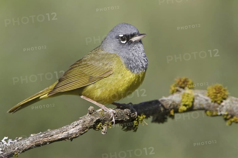 MacGillivray's Warbler (Geothlypis tolmiei), British Columbia, Canada