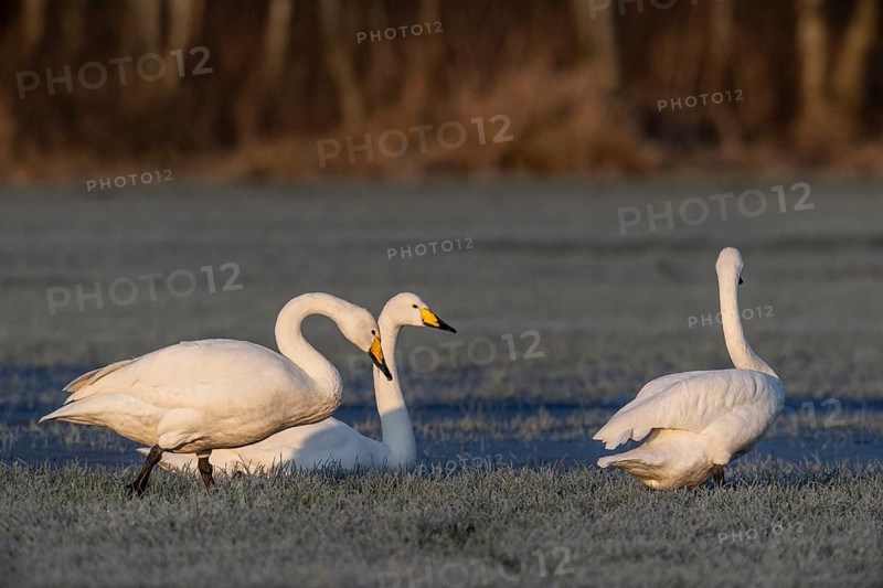 Whooper swans (Cygnus cygnus), Emsland, Lower Saxony, Germany