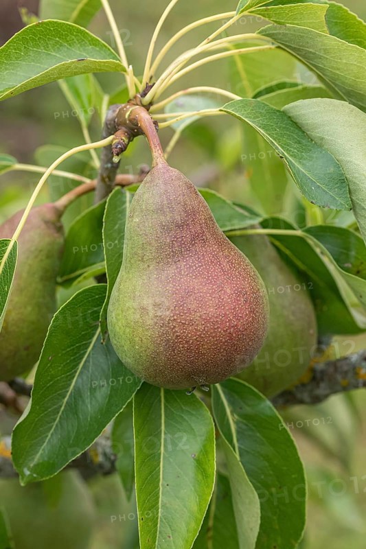 Pear (Pyrus communis 'Harrow Delight'), allotment garden, Germany