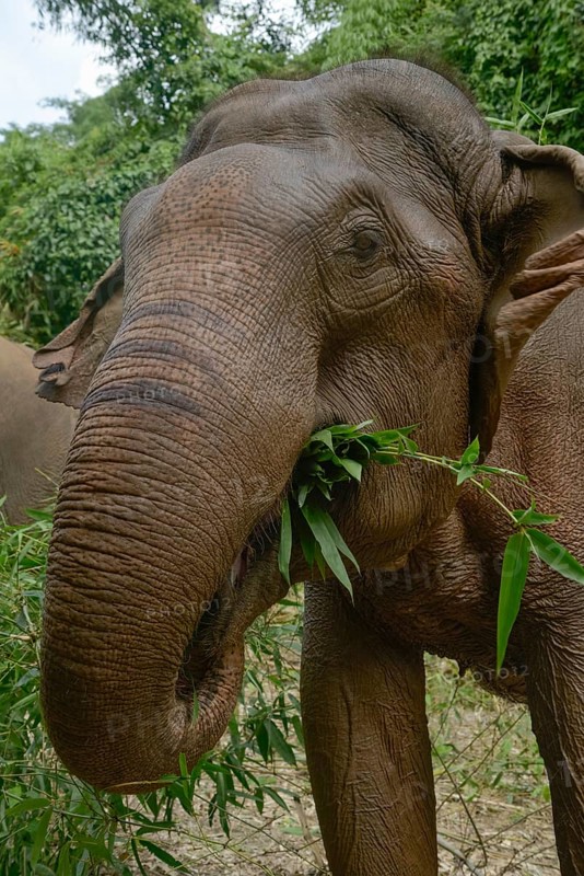 Close-up of an Asian elephant enjoying bamboo in the lush greenery of Thailand. The image captures the beauty and majesty of this gentle giant in its natural habitat
