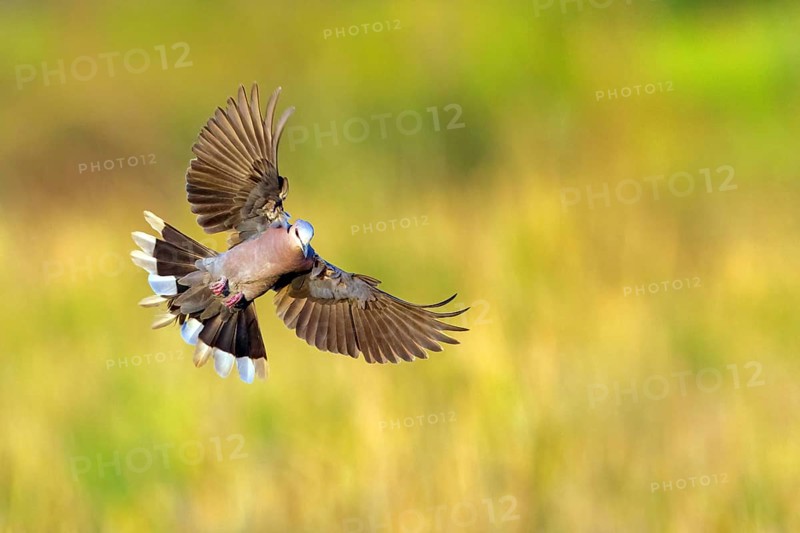 Crescent Pigeon, (Streptopelia semitorquata), animals, birds, pigeon family, biotope, habitat, foraging, flight photo, Garden Route National Park - Wil, Wilderness, Western Cape, South Africa