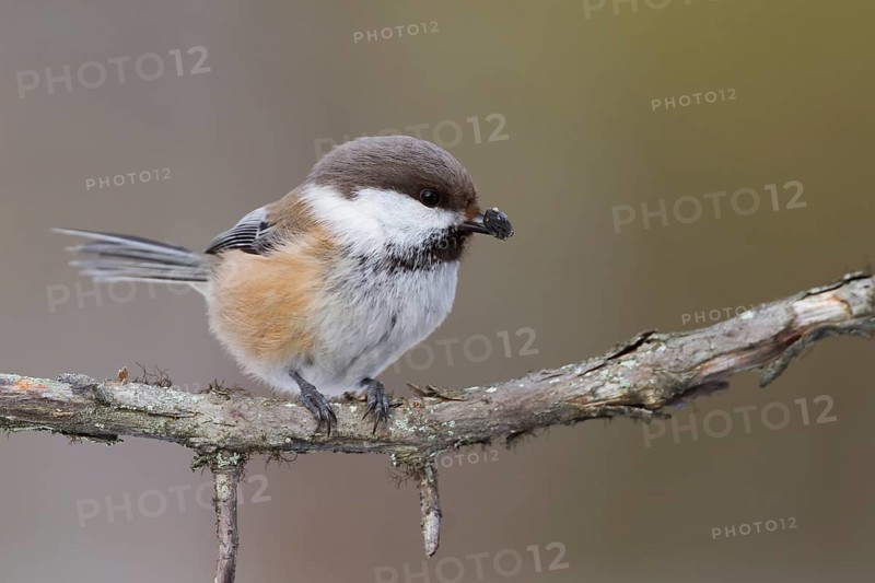 Siberian Tit (Grey-headed Chickadee) - Lapplandmeise - Poecile cinctus