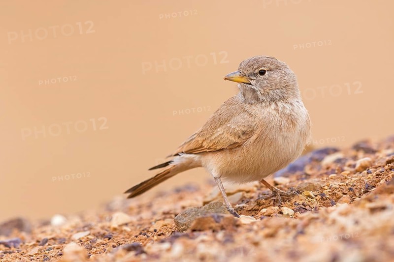Steinlerche, Desert Lark, Ammomanes deserti, Ammomane isabelline, Terrera Sahariana