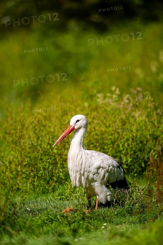 White stork (Ciconia ciconia) on a meadow, Hesse, Germany