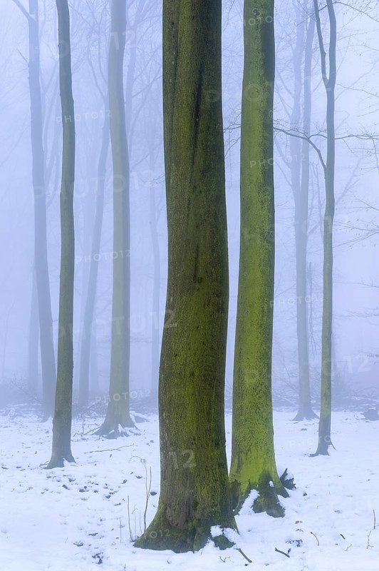 Wintery beech forest in fog, forest, Melle, Lower Saxony, Germany