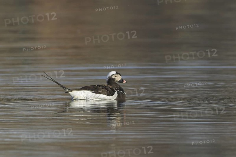Long-tailed Duck (Clangula hyemalis) male