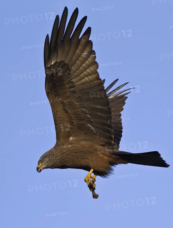 Black Kite (Milvus migrans) flying, Hesse, Germany