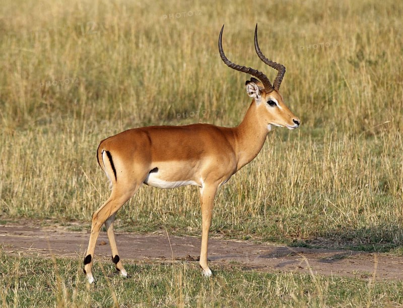 Impala (Aepyceros melampus) male, Samburu National Reserve, Kenya