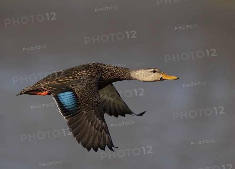 Mottled Duck (Anas fulvigula) male flying, Florida, USA