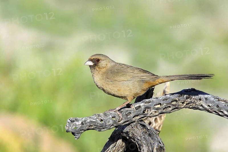 Abert's Towhee Pipilo aberti Tucson, Pima County, ARIZONA, United States 18 March Adult Emberizidae