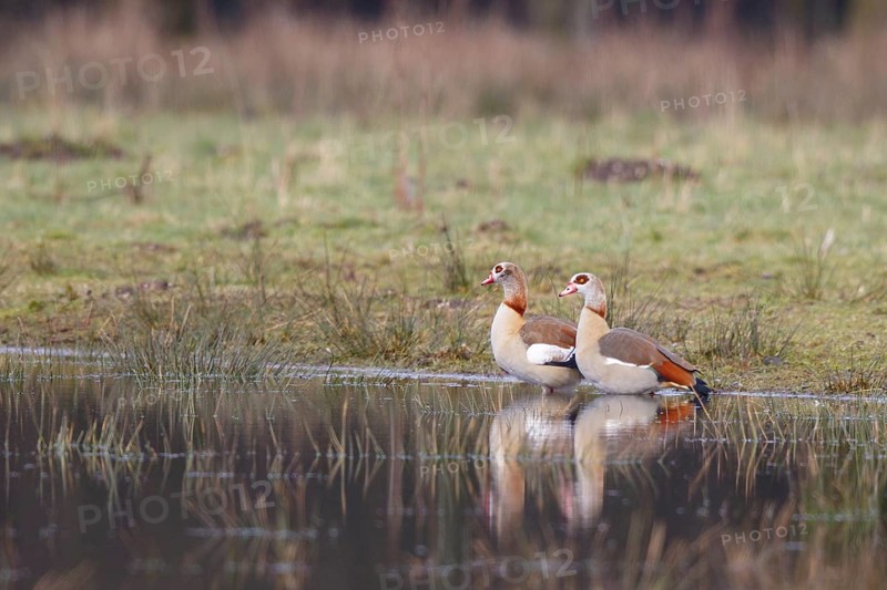 Egyptian Goose (Alopochen aegyptiaca) pair, North Rhine-Westphalia, Germany