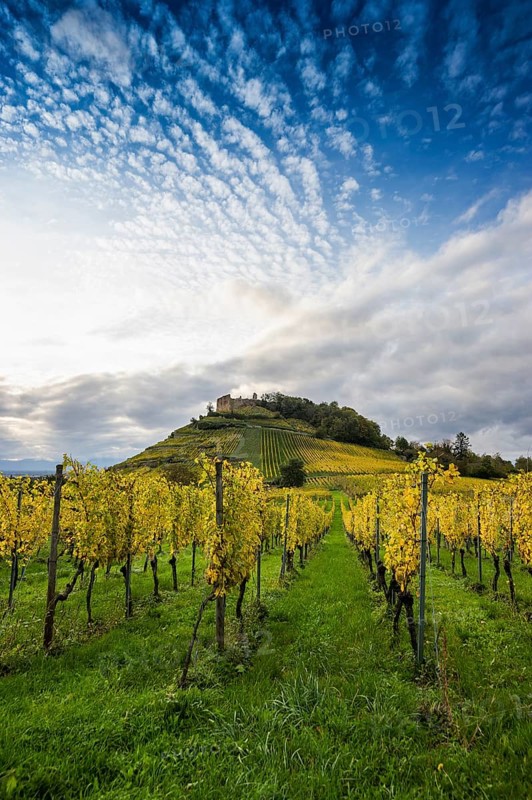 Hilly landscape and castle with vineyards in autumn, sunset, Staufen, Markgräflerland, Black Forest, Baden-Württemberg, Germany