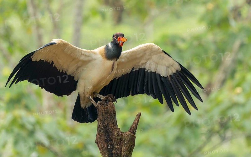 Königsgeier (Sarcoramphus papa) am rio San Carlos