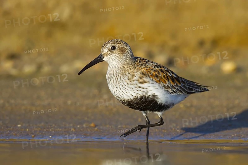 Dunlin (Calidris alpina) foraging, North Rhine-Westphalia, Germany
