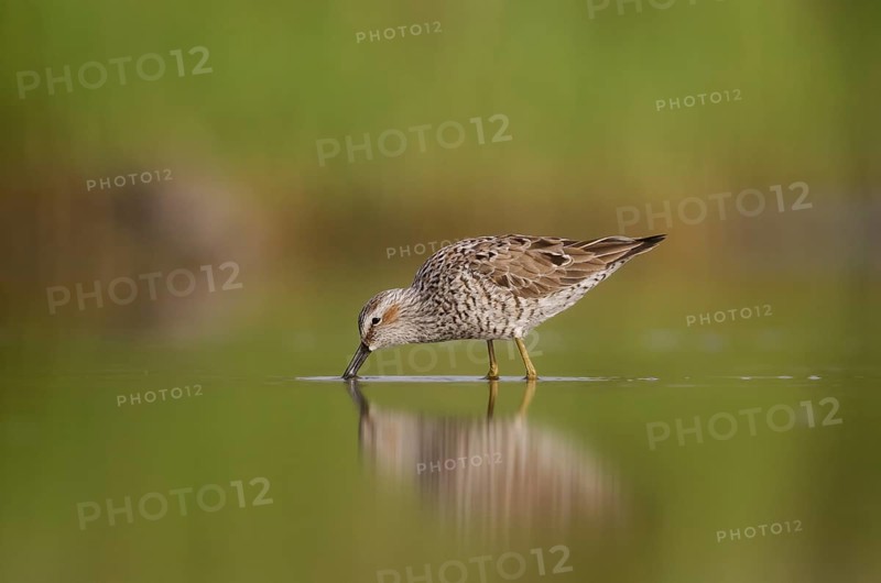 Stilt Sandpiper (Calidris himantopus) foraging, Texas, USA