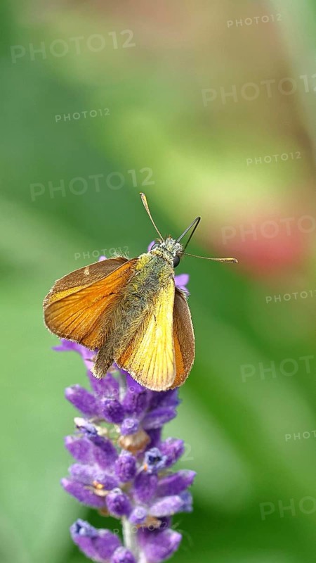 Large skipper (Ochlodes venatus), collecting nectar from a flower of Common lavender (Lavandula angustifolia), close-up, macro photograph, Wilnsdorf, North Rhine-Westphalia, Germany