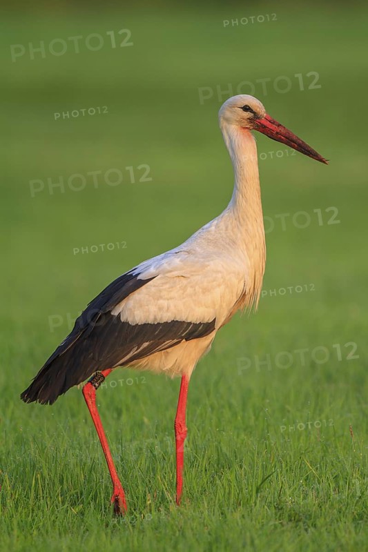 White Stork (Ciconia ciconia) male, North Rhine-Westphalia, Germany