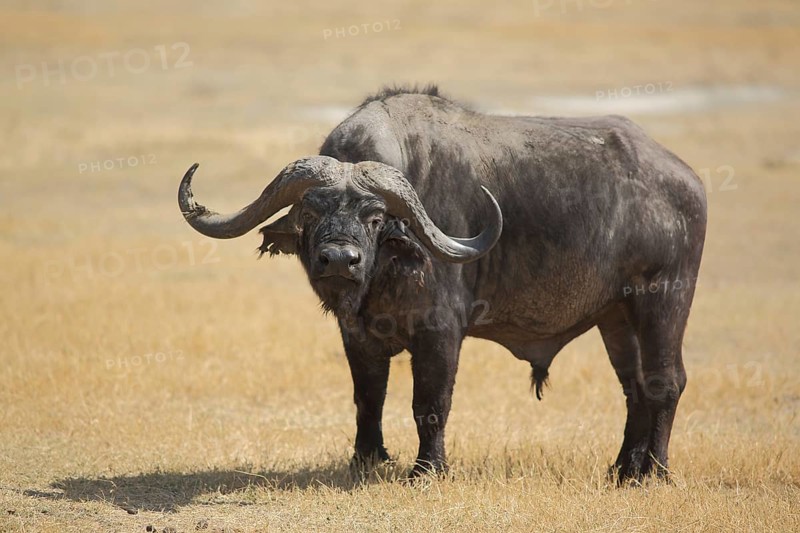 Cape buffalo (Syncerus caffer caffer) in the Ngorongoro Crater, Serengeti, Tanzania, East Africa