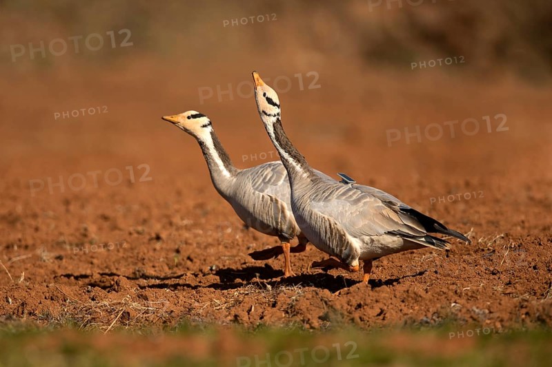 Bar-headed Goose (Anser indicus) pair, Yunnan, China
