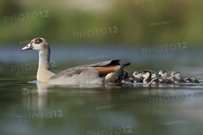 Egyptian Goose (Alopochen aegyptiaca) juvenile, Thuringia, Germany