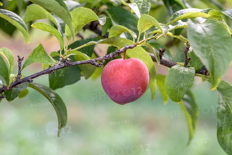 Japanese plum (Prunus salicina 'Moon Globe'),  Austria