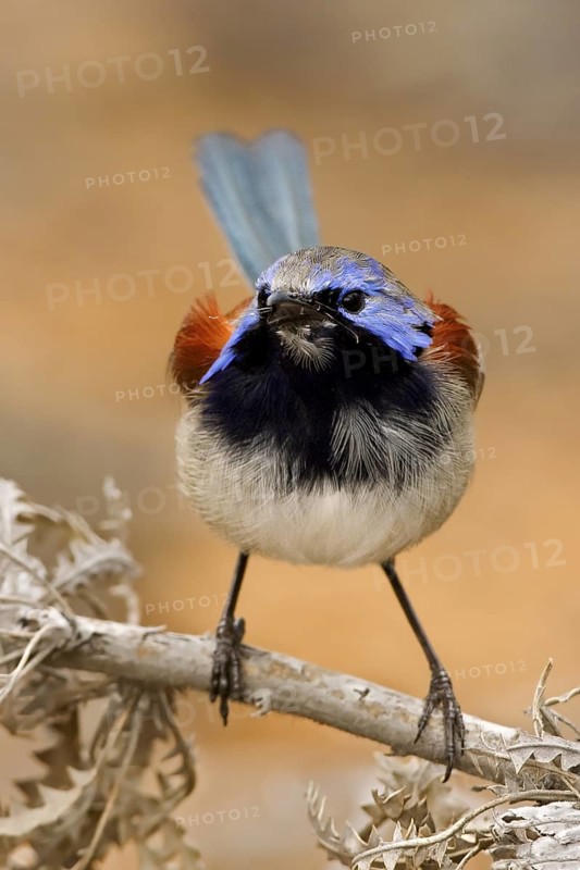 Blue-breasted Fairywren (Malurus pulcherrimus) male, Western Australia, Australia