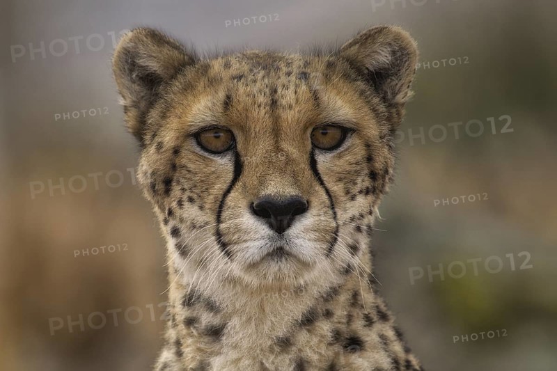 Cheetah (Acinonyx jubatus) captive, female, Castile-La Mancha, Spain