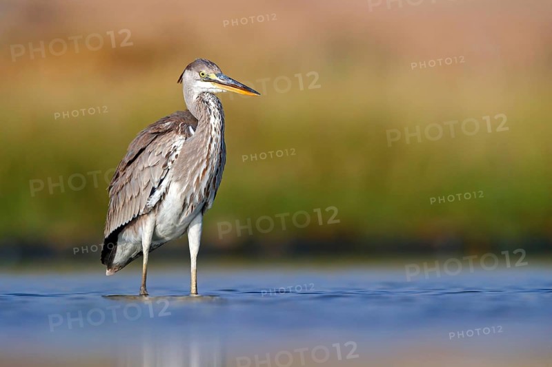 Great Egret, Heron, foraging, (Ardea cinerea) Salalah, Raysut, Dhofar, Oman