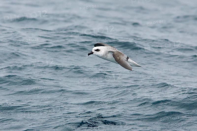 White-headed Petrel (Pterodroma lessonii) flying, Victoria, Australia