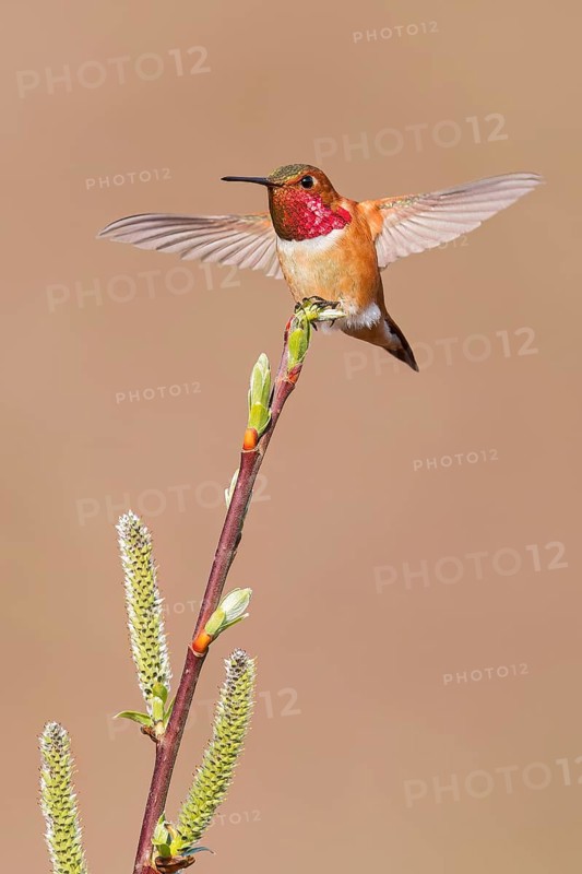 Rufous Hummingbird (Selasphorus rufus) perched on a branch in Victoria, BC, Canada