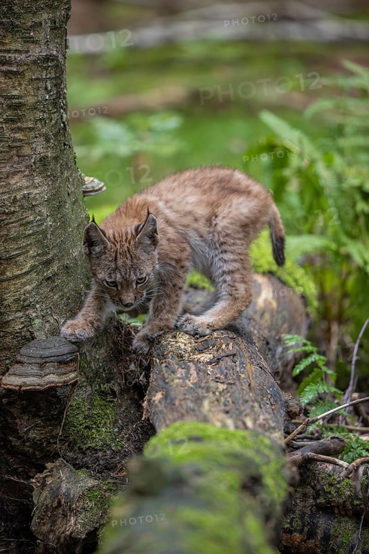 One young (10 weeks old) male Eurasian lynx, (Lynx lynx), crossing a creek, using a fallen tree as a natural bridge