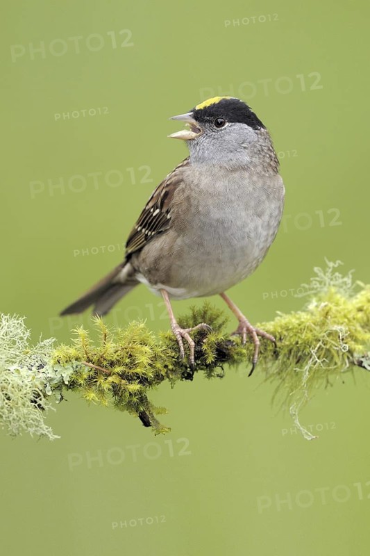 Golden-crowned Sparrow (Zonotrichia atricapilla), British Columbia, Canada