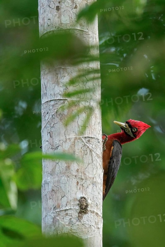Red-necked Woodpecker (Campephilus rubricollis) perched on a branch in the rainforest of Guyana
