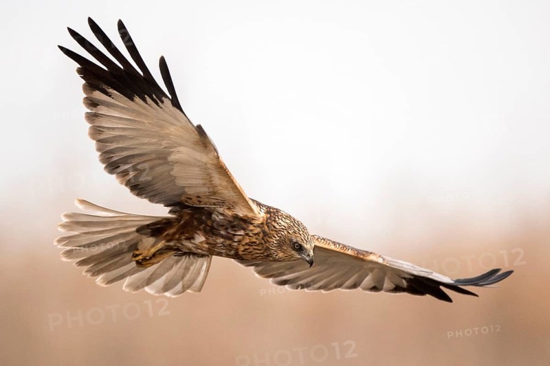 Western Marsh Harrier (Circus aeruginosus) male flying, Castile-La Mancha, Spain