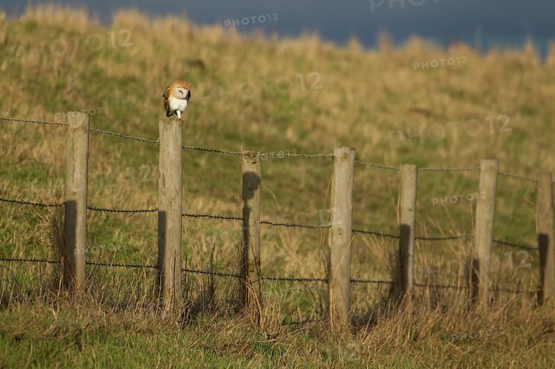 Barn owl (Tyto alba) adult bird on a fence post during the day, Norfolk, England, United Kingdom