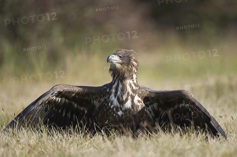 White-tailed Eagle (Haliaeetus albicilla) juvenile, Poland
