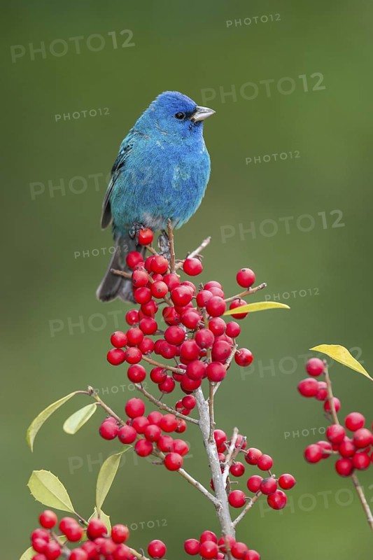 Indigo Bunting (Passerina cyanea) male perched on a branch, Texas, USA