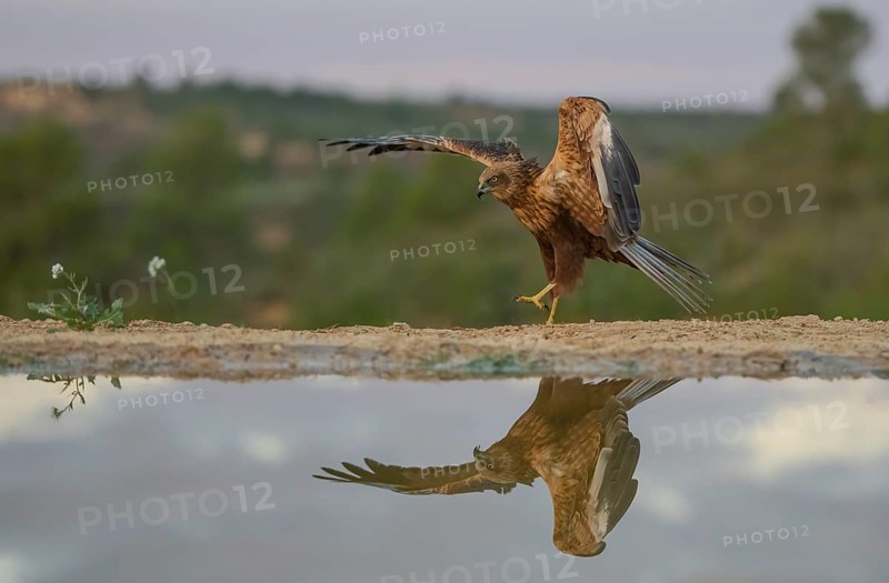 An elegant hawk gracefully lands at the water's edge, beautifully mirrored in the still surface below