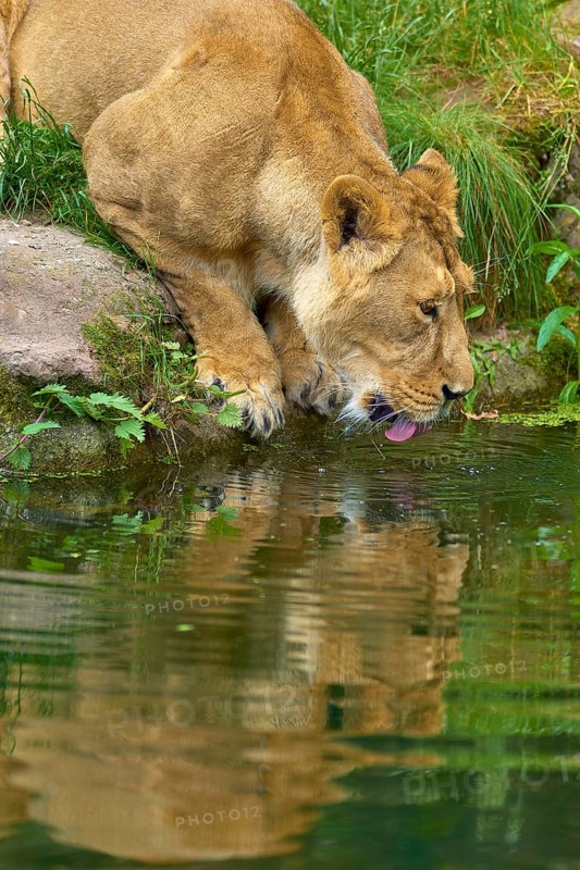 A lioness drinks water from a pond, surrounded by green vegetation and reflected in the water, captive, Germany
