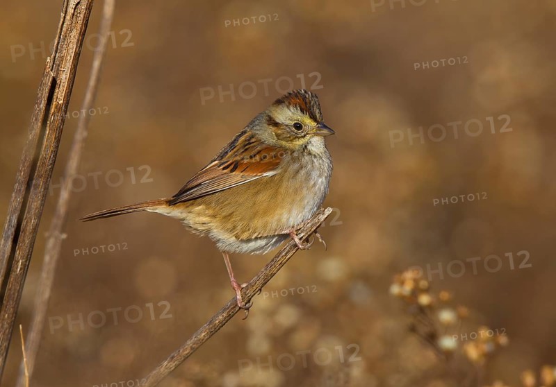 Swamp Sparrow (Melospiza georgiana), Ohio, USA