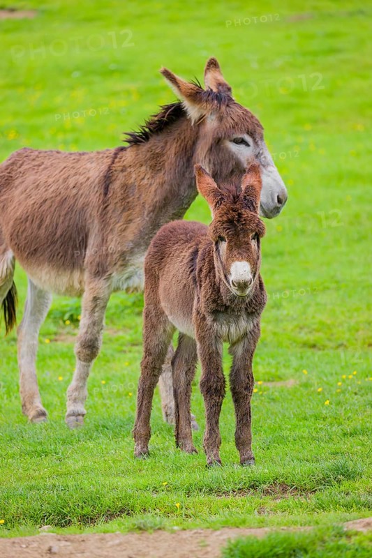 A mixed breed donkey foal and an adult donkey stand on s a green meadow