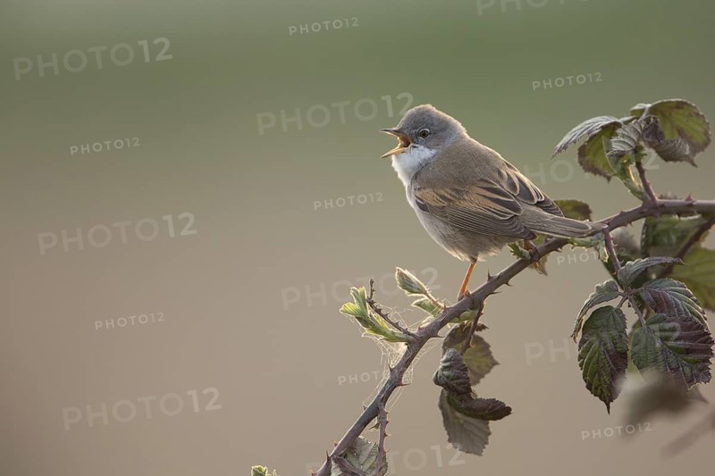 Common Whitethroat (Sylvia communis) male singing, Rhineland-Palatinate, Germany