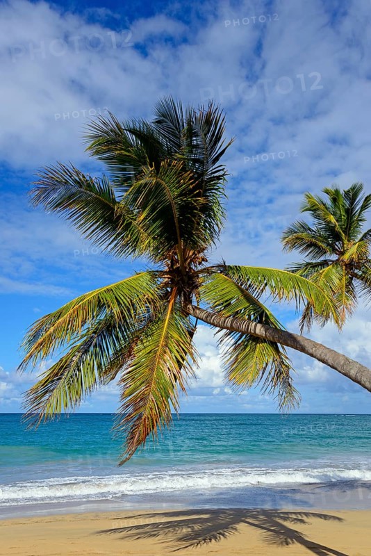 A palm tree towers at a perfect angle over a sandy beach with a calm sea, Limon Beach, El Limón, El Seibo, Dominican Republic, Hispaniola, Caribbean, America