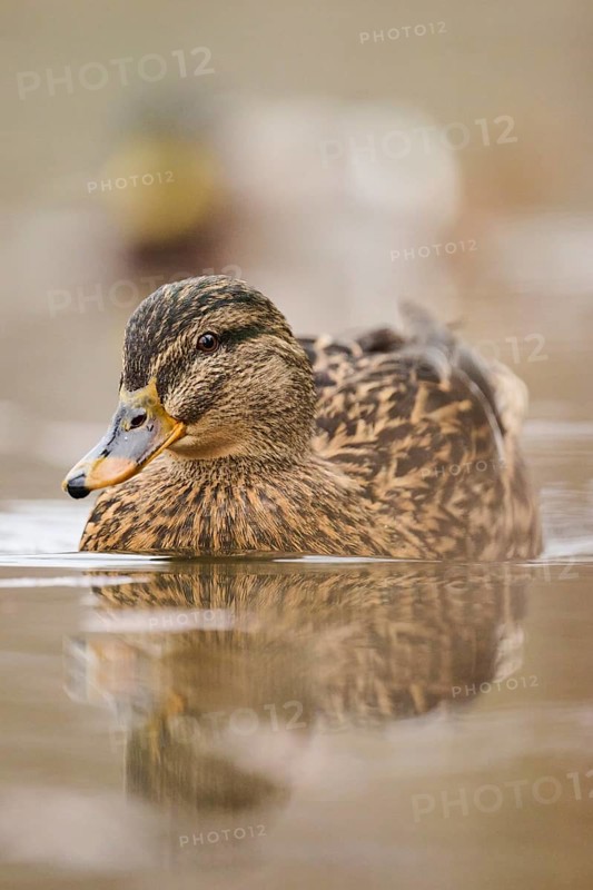 Wild duck (Anas platyrhynchos) female swimming on a lake, Bavaria, Germany